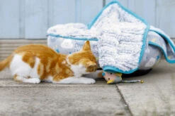 Petface Little Petface Cat Donut -Purry Food Sales Store 60c080db2ad313.14779880