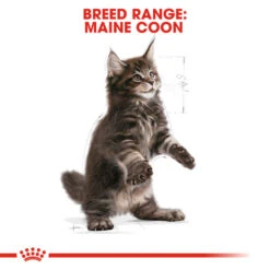 ROYAL CANIN® Maine Coon Kitten Dry Food 19 ROYAL CANIN® Maine Coon Kitten Dry Food -Purry Food Sales Store aprefk8uwiqr6odiczds