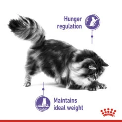 ROYAL CANIN® Appetite Control Care In Gravy Adult Wet Cat Food -Purry Food Sales Store dh40i3mr7jfuqsjgny3e 1