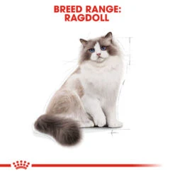 ROYAL CANIN® Ragdoll Adult Dry Cat Food -Purry Food Sales Store iy7ucvk13szwp9lafavd