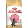 ROYAL CANIN® Maine Coon Kitten Dry Food -Purry Food Sales Store lypz3a9s5gabc8pwxawv