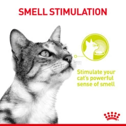 ROYAL CANIN® Sensory Smell In Jelly Adult Wet Cat Food -Purry Food Sales Store tpnc8bmxuiat99hmn4hq