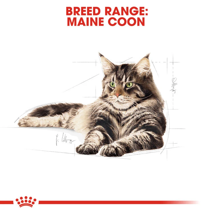 ROYAL CANIN® Maine Coon In Gravy Adult Wet Cat Food 10 ROYAL CANIN® Maine Coon In Gravy Adult Wet Cat Food - Image 8