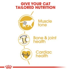 ROYAL CANIN® British Shorthair Adult Dry Cat Food 16 ROYAL CANIN® British Shorthair Adult Dry Cat Food -Purry Food Sales Store vz8hd2swdultpdvjnola